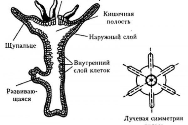 Ссылка на omg omg тор