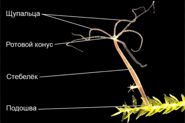 Новый домен кракена v3